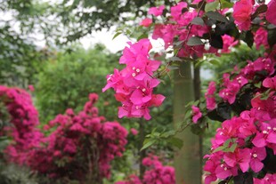艳丽三角梅绽放于绿植间