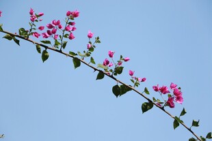 蓝天映衬下的粉色三角梅