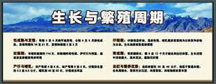 藏香猪生长与繁殖周期展板