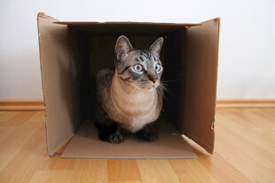 纸箱里的可爱猫咪