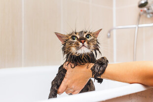 猫咪洗澡时的抗拒瞬间