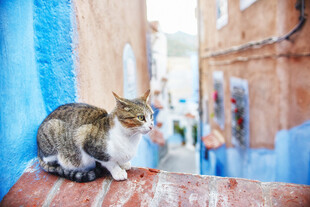 蓝巷中的猫咪