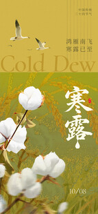 寒露时节的洁白棉花