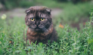 草丛中的可爱折耳猫