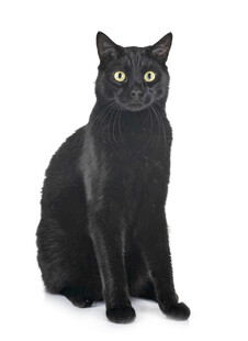 端坐的黑猫