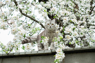 枝头繁花与休憩的猫头鹰