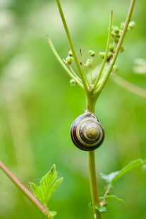 蜗牛栖息于绿色植物茎上