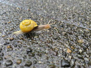 黄色蜗牛爬行在碎石上
