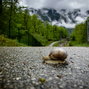 公路上的蜗牛与山林美景