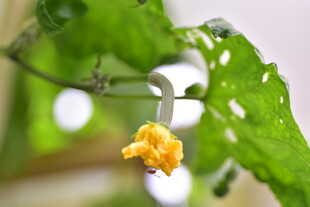 黄色娇嫩丝瓜花