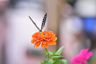 蝴蝶停驻鲜艳花朵上