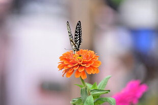 蝶栖橙花美态
