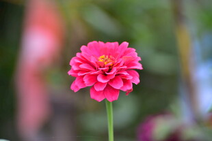 娇艳粉色花朵特写