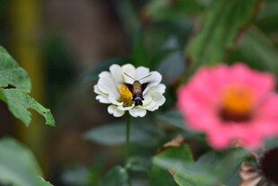 蜜蜂采蜜于娇艳花朵间