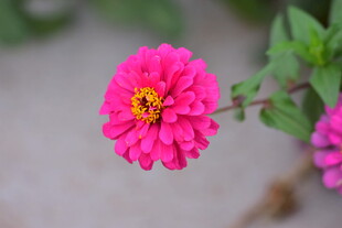 娇艳粉色花朵特写