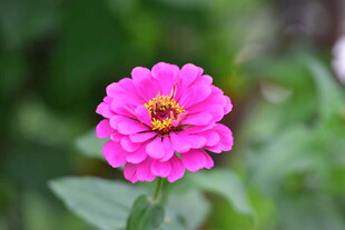 娇艳粉色花朵特写