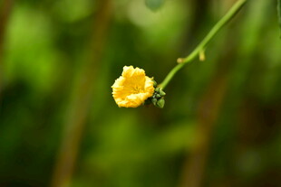 丝瓜花特写