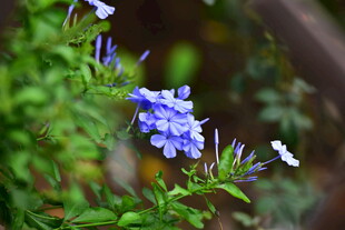 蓝紫色蓝雪花