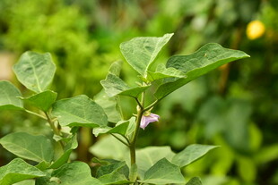紫色茄子花
