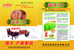 小麦种宣传页