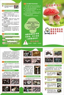 毒蘑菇宣传科普展折页