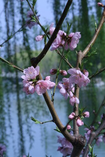 桃花 