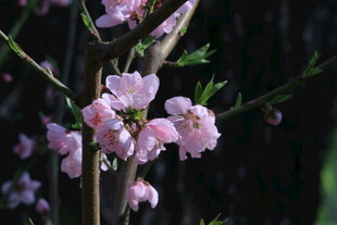 桃花  