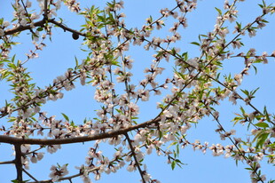 山桃花 