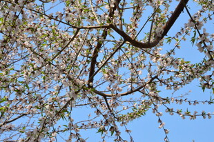 山桃花