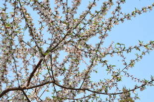 山桃花