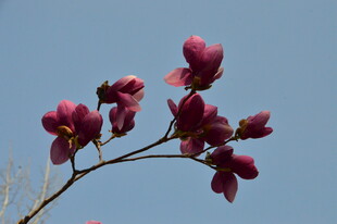 玉兰花