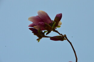 玉兰花