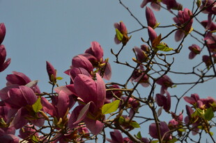 玉兰花 