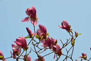 玉兰花 