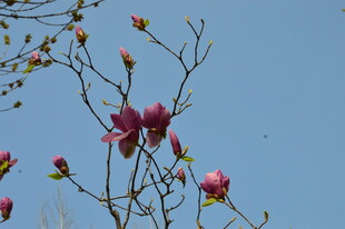 玉兰花 