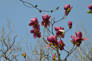 玉兰花