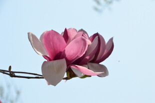 玉兰花 