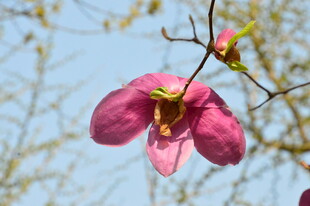 玉兰花
