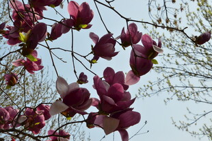 玉兰花 