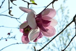 玉兰花