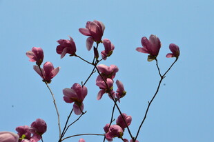 玉兰花 