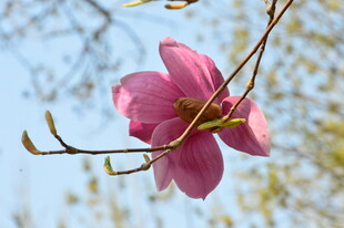 紫玉兰  