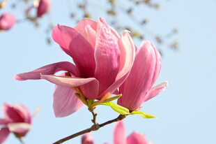 玉兰花 