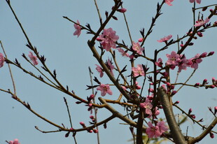 桃花 