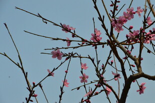 桃花  