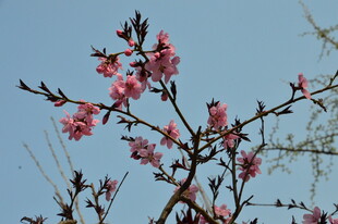 桃花 