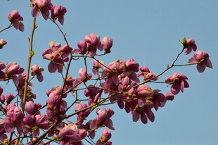 玉兰花