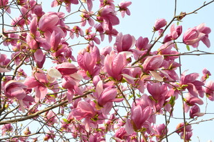 玉兰花 