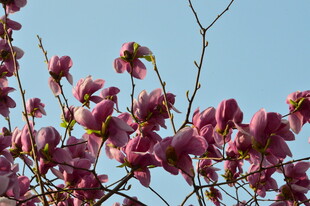 玉兰花 