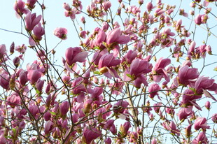 玉兰花